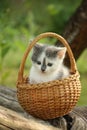 Cute small white and gray kitten resting in the basket Royalty Free Stock Photo
