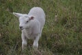 Cute small white lamb running on the grass Royalty Free Stock Photo