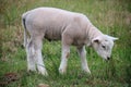 Cute small white lamb running on the grass Royalty Free Stock Photo