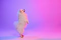 Cute small white pomeranian Spitz, doggy stands on its hind legs isolated over gradient pink-purple background in neon