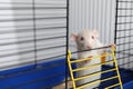 Cute small white rat in cage, space for text Royalty Free Stock Photo