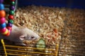 Cute small white rat playing in cage, space for text Royalty Free Stock Photo