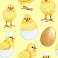 Cute small yellow chick seamless pattern. Watercolor painted illustration. Hand drawn fluffy newborn chicken hatched Royalty Free Stock Photo