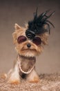 Cute small yorkshire terrier dog wearing a cool halloween costume Royalty Free Stock Photo