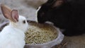 Cute small young black and white bunny rabbits eating food feed Royalty Free Stock Photo