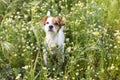 Cute small young dog among the flowers and green grass. Spring. Royalty Free Stock Photo