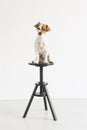 Cute small young dog sitting on a black stool over white background and looking at the camera. pets indoors