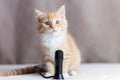 Cute smart cat near microphone. Generate Ai