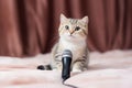 Cute smart cat near microphone sing. Generate Ai