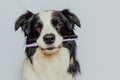Cute smart funny puppy dog border collie holding toothbrush in mouth isolated on white background. Oral hygiene of pets Royalty Free Stock Photo