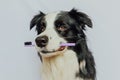 Cute smart funny puppy dog border collie holding toothbrush in mouth isolated on white background. Oral hygiene of pets Royalty Free Stock Photo