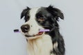 Cute smart funny puppy dog border collie holding toothbrush in mouth isolated on white background. Oral hygiene of pets Royalty Free Stock Photo