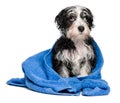 Cute smart havanese puppy after bath is sitting on a blue towel Royalty Free Stock Photo