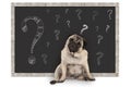 Cute smart pug puppy dog sitting in front of blackboard with chalk question marks Royalty Free Stock Photo