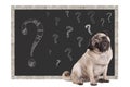 Cute smart pug puppy dog sitting in front of blackboard with chalk question marks, isolated on white background Royalty Free Stock Photo