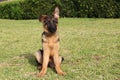 Cute smart puppy of german shepherd