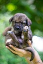 Cute smile puppy with spring foliage bokeh and sunset light abstract Royalty Free Stock Photo