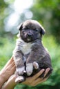 Cute smile puppy with spring foliage bokeh and sunset light abstract Royalty Free Stock Photo