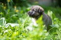 Cute smile puppy with spring foliage bokeh and sunset light abstract Royalty Free Stock Photo