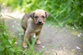 Cute smile puppy with spring foliage bokeh and sunset light abstract Royalty Free Stock Photo