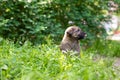 Cute smile puppy with spring foliage bokeh and sunset light abstract Royalty Free Stock Photo