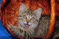 Cute smile tabby small kitten in wicker basket