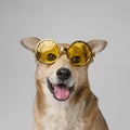 cute smiley dog wearing sunglasses. High quality beautiful photo concept Royalty Free Stock Photo