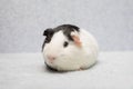 Cute smiley guinea pig Royalty Free Stock Photo