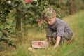 A cute, smiling boy is picking apples in an apple orchard and holding an apple. Royalty Free Stock Photo