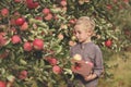 A cute, smiling boy is picking apples in an apple orchard and holding an apple. Royalty Free Stock Photo