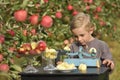 A cute, smiling boy is picking apples in an apple orchard and holding an apple. Royalty Free Stock Photo