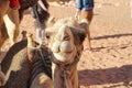 Cute smiling camel face Royalty Free Stock Photo