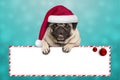Cute smiling Christmas pug puppy dog with santa hat, hanging with paws on blank sign