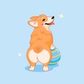 Cute smiling corgi dog with a ball vector cartoon illustration. Kawai corgi puppy looking back print. Isolated on blue background