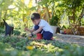 Cute smiling happy little Asian kindergarten boy kid holding gardening shovel planting young tree on soil at home garden, Royalty Free Stock Photo