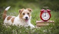 Cute smiling happy pet dog listening in the grass, puppy training banner Royalty Free Stock Photo