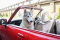 Cute Smiling Husky dog sitting in car