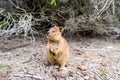 Cute smiling quokka on Rottnest Island, Western Australia