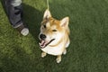 Cute of Smiling Shiba inu Red-haired Japanese Dog on green grass Background, Close up Portrait Pet outdoor Royalty Free Stock Photo