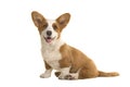 Cute smiling sitting welsh corgi puppy facing the camera