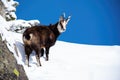 Cute smiling tatra chamois with fluffy coat going up the snowy hill Royalty Free Stock Photo