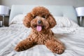 Cute Toy Poodle resting on queen size bed