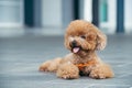 Cute toy poodle resting on concrete floor