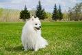 Cute smiling white dog with long fur sitting on green grass in the park, having fun outdoors and enjoying spring greens Royalty Free Stock Photo