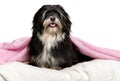 Cute sitting black and white Havanese dog in a bed Royalty Free Stock Photo