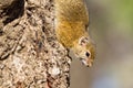 Cute Smith`s Bush Squirrel Royalty Free Stock Photo
