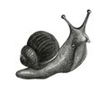 Cute snail cartoon Set of funny ethnic drawings. Drawing by hand, pencil