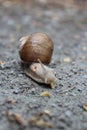 Cute snail cute animal after rain