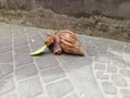 Cute Snail. This snail is eating a leaf ,but when he wants to take a picture he looks at the camera