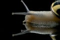 Cute Snail. Garden snail isolated on black. Close-up. Garden snail on black reflective background